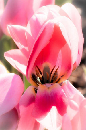 Pretty in Pink Tulip - Catalog Entry - Andrew Moor Photography