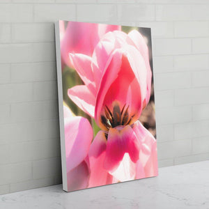Pretty in Pink Tulip canvas print - white edges - Andrew Moor Photography
