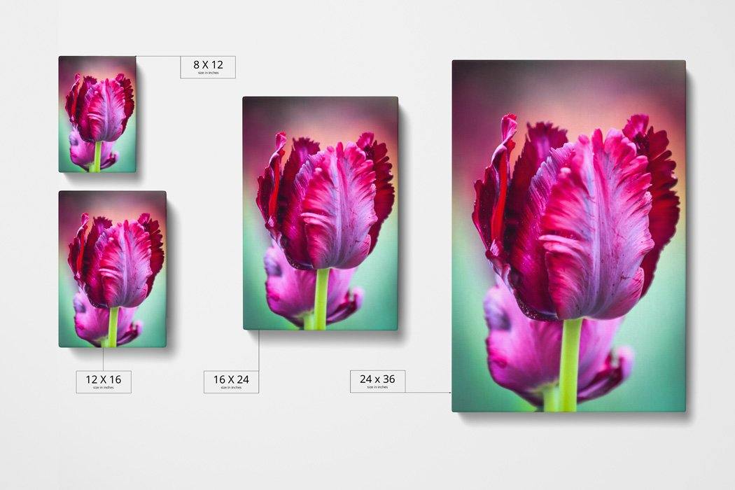 Purple Tulip Canvas Sizes - Andrew Moor Photography