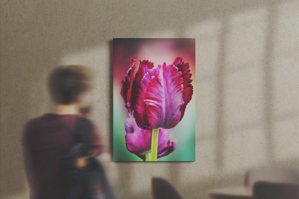 Purple Tulip - Andrew Moor Photography