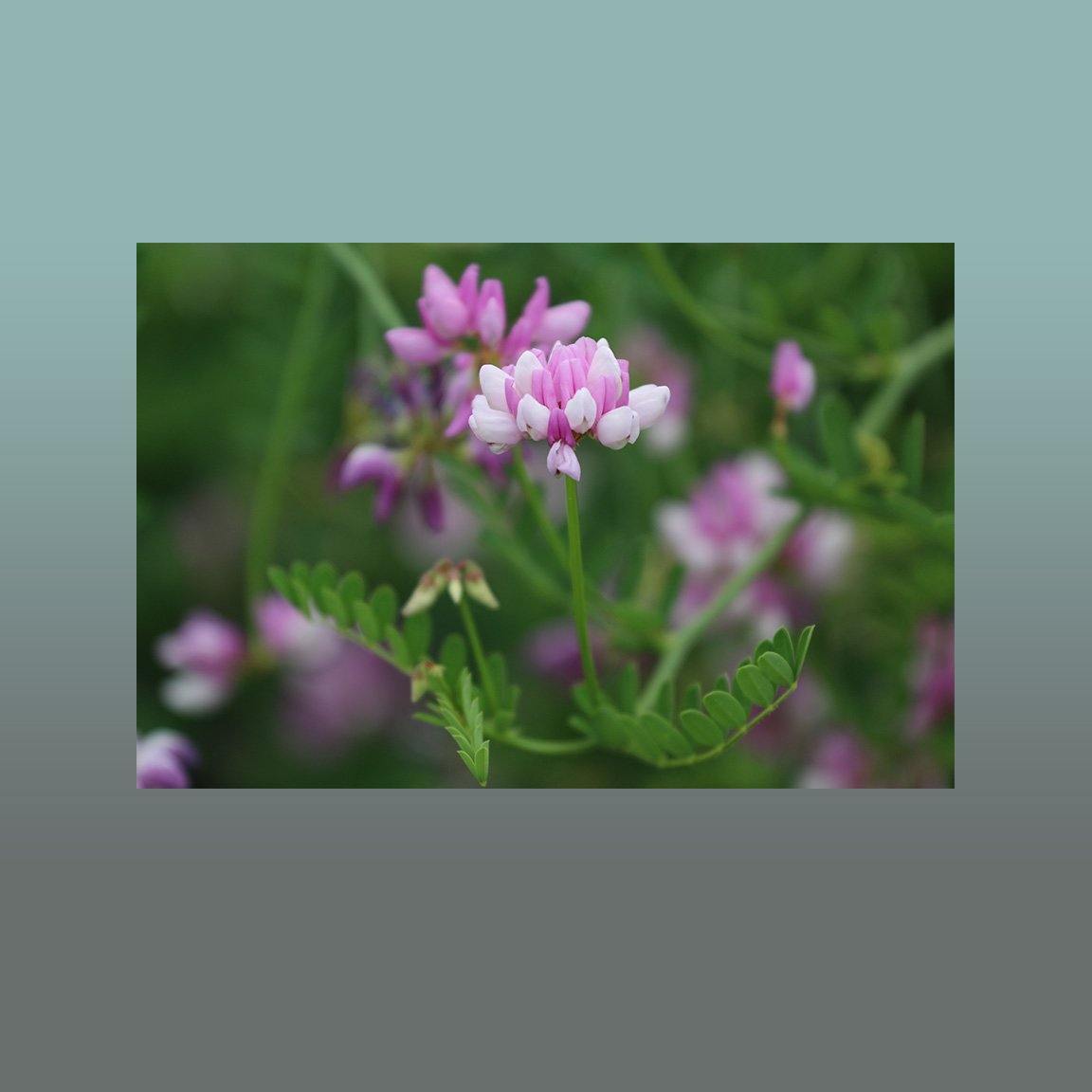 Purple Wildflower Image - Andrew Moor Photography