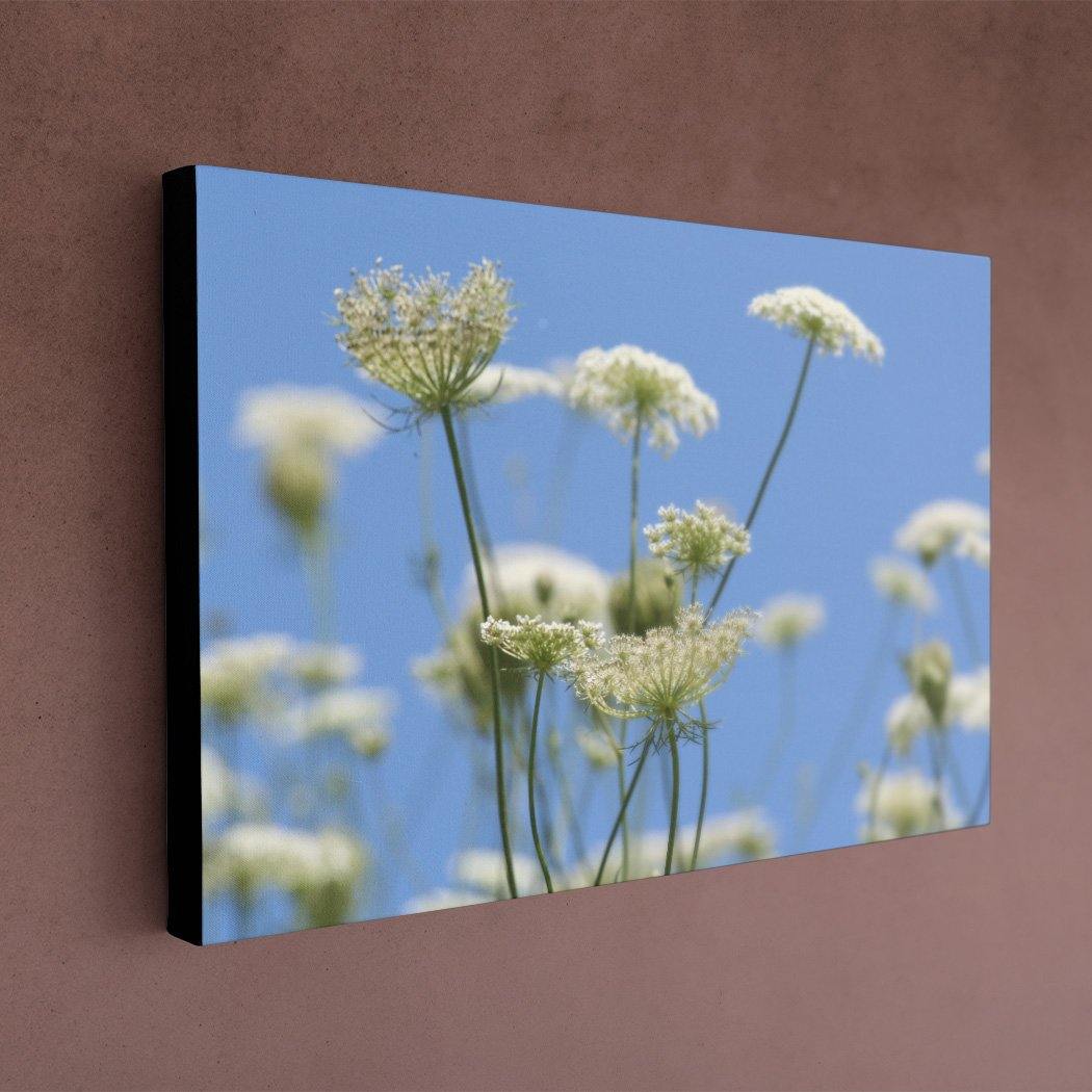 Queen Anne's Lace Canvas - Black Edges - Andrew Moor Photography