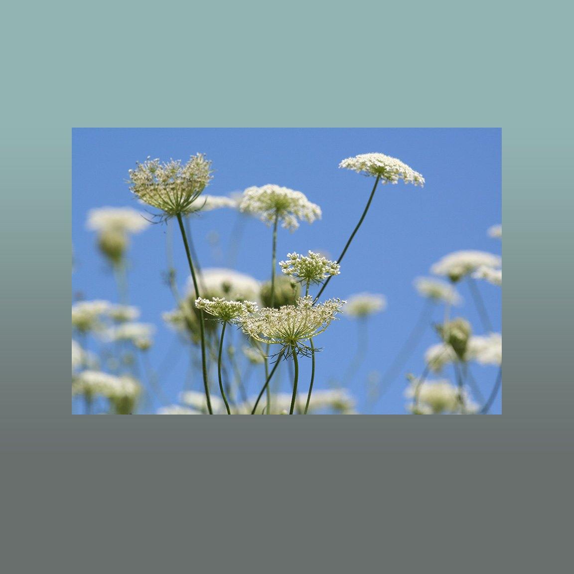Queen Annes Lace Image - Andrew Moor Photography