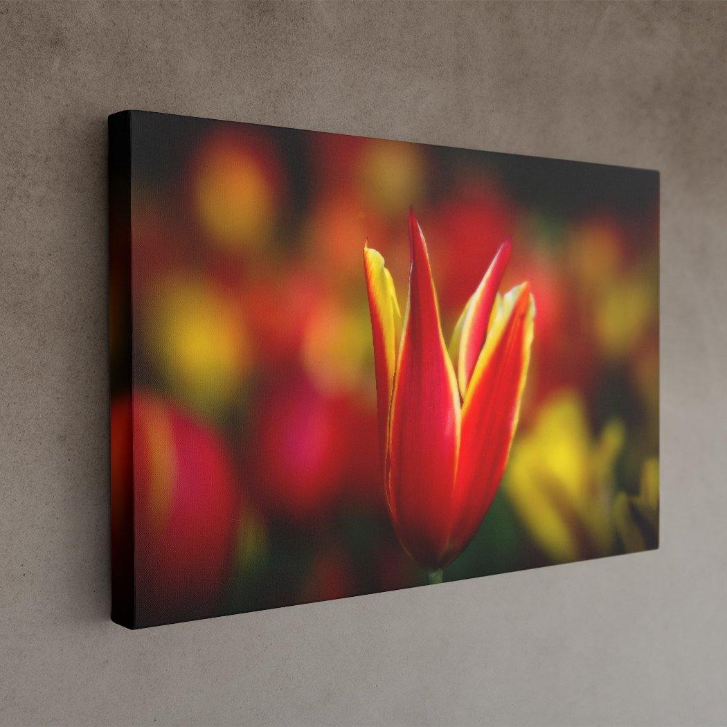 Red and Yellow - Image Edges - Andrew Moor Photography