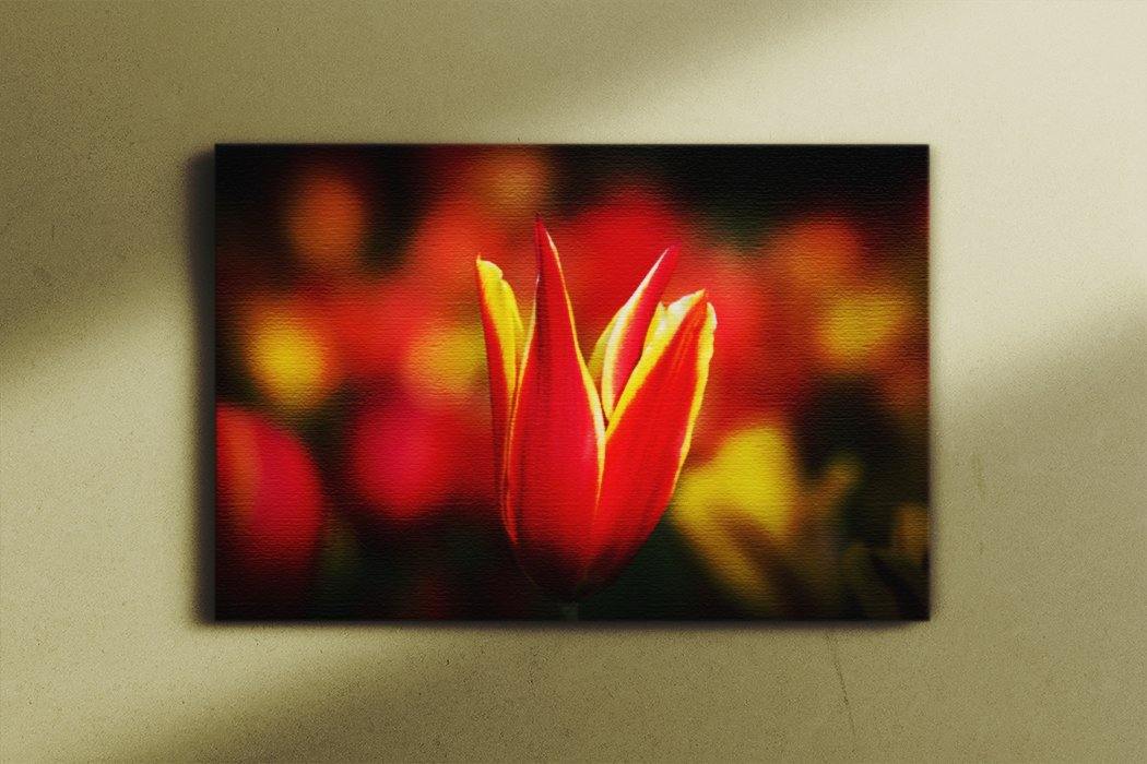 Red and Yellow - Canvas Main - Andrew Moor Photography