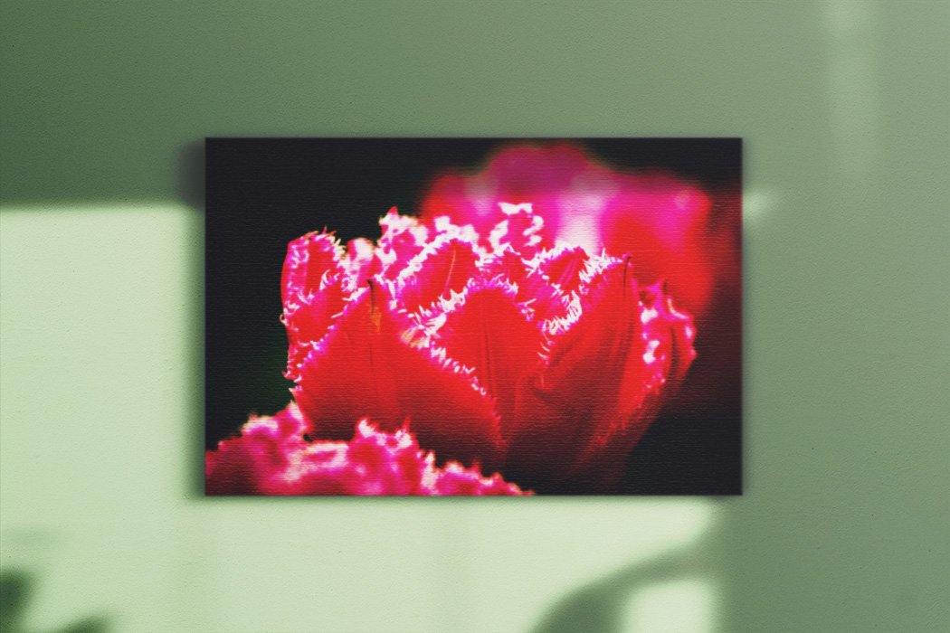 Ruffled Pink Canvas Main - Andrew Moor Photography