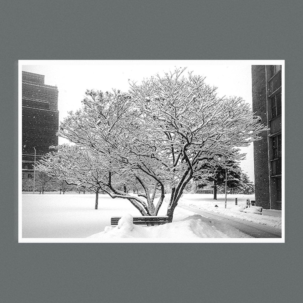 Snow Day 9x6 Photographic Print - Square - Andrew Moor Photography