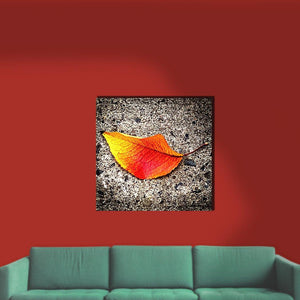 Solo Leaf Canvas Square - Andrew Moor Photography