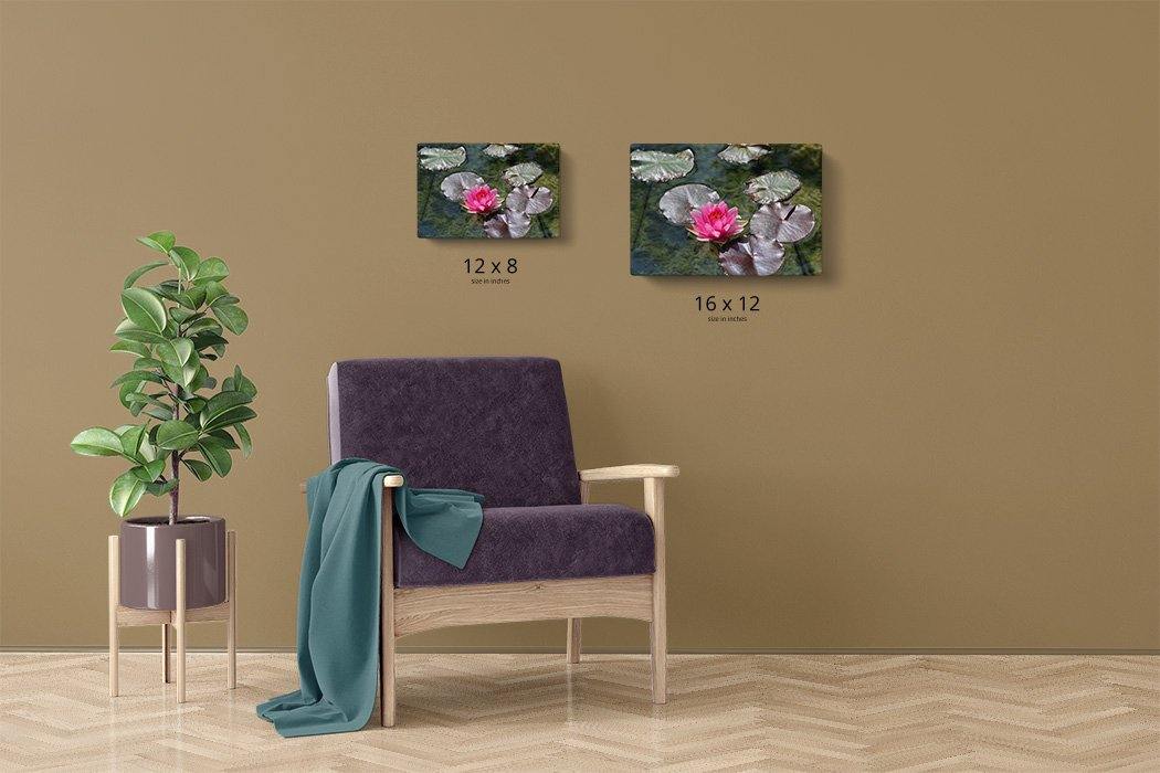 Solo Pink Water Lily Canvas Main - Andrew Moor Photography