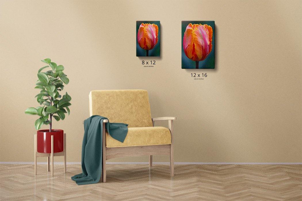 Solo Rainbow Tulip Canvas Main - Andrew Moor Photography