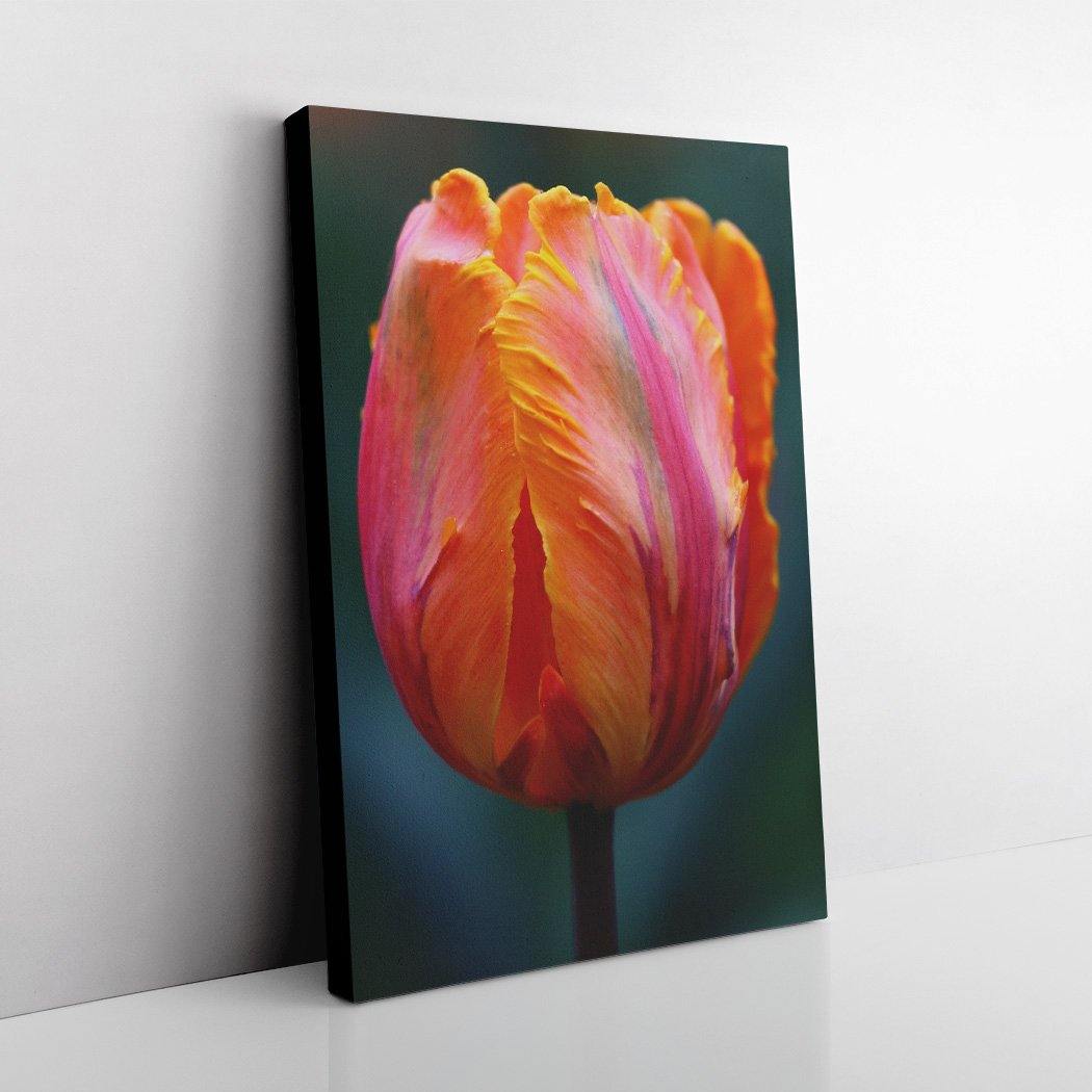 Solo Rainbow Tulip - Black Edges - Andrew Moor Photography