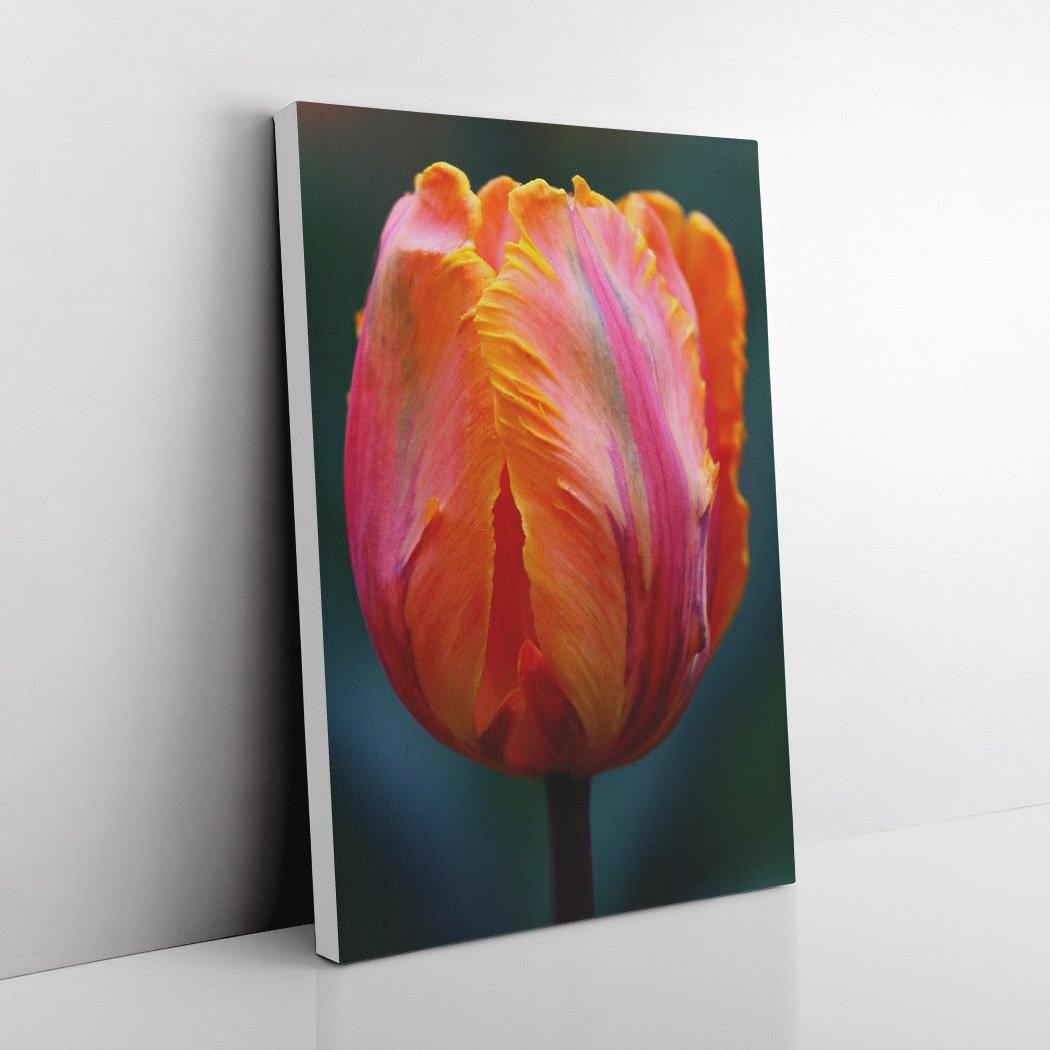 Solo Rainbow Tulip - White Edges - Andrew Moor Photography