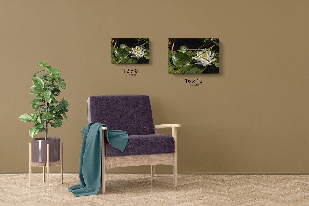 Solo White Water Lily Canvas Main - Andrew Moor Photography