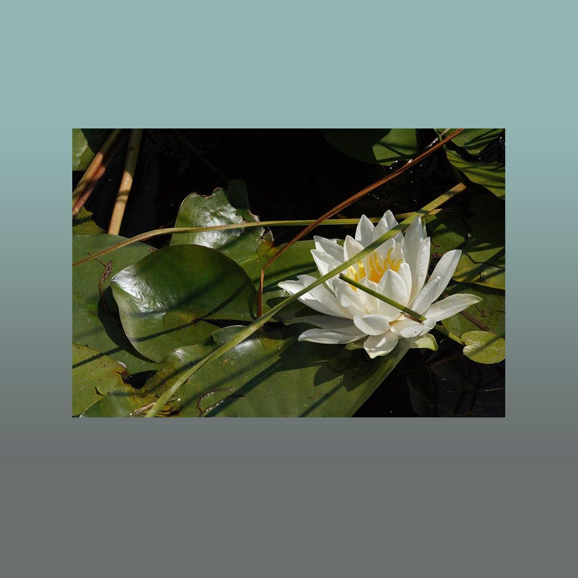 Solo White Water Lily Image - Andrew Moor Photography