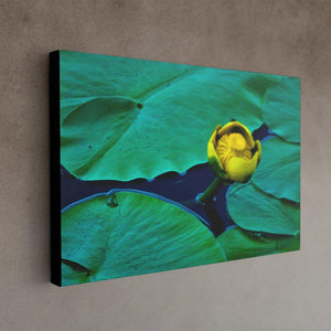 Solo Yellow Water Lily - Black Edges - Andrew Moor Photography