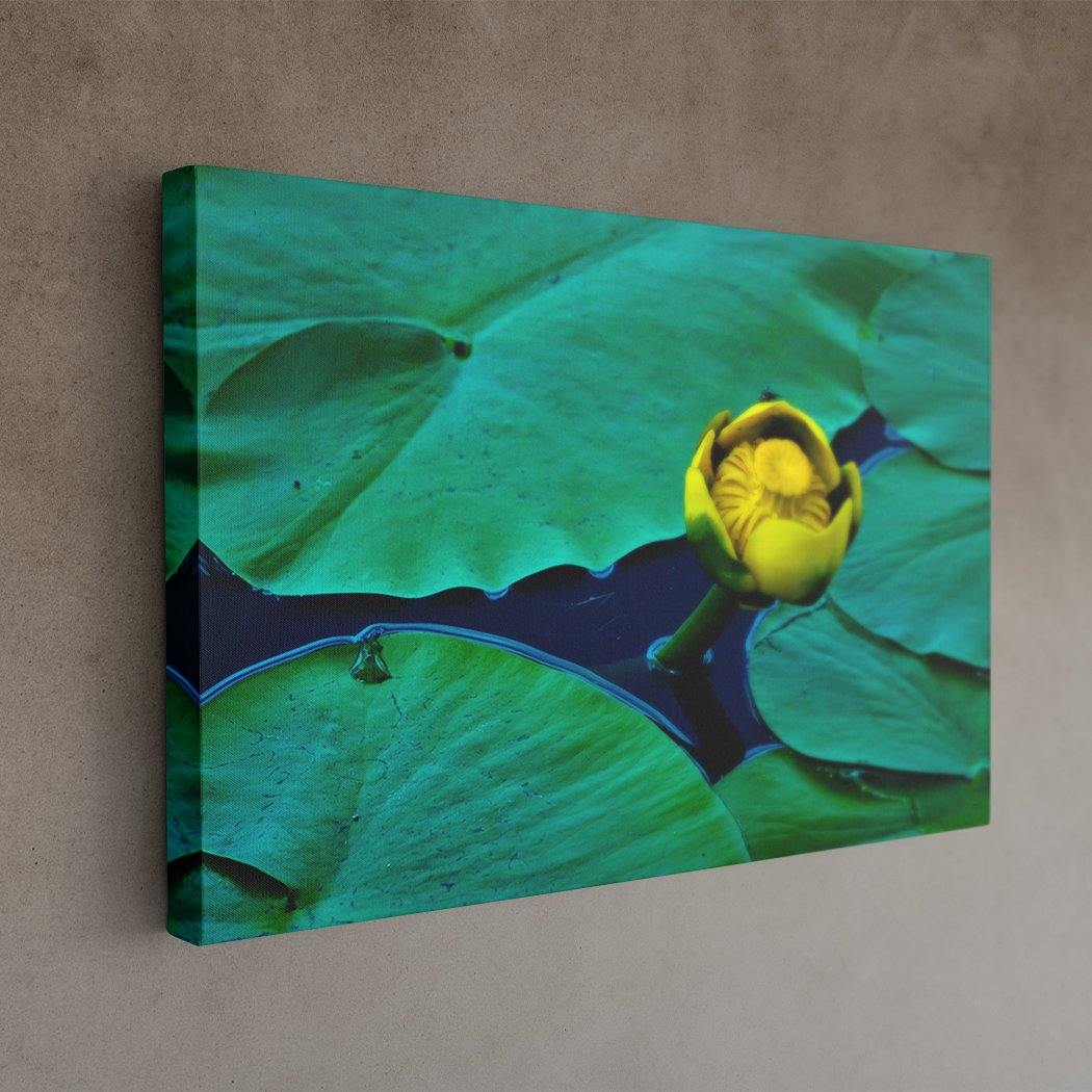 Solo Yellow Water Lily - Image Edges - Andrew Moor Photography