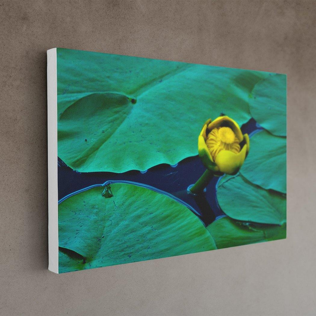 Solo Yellow Water Lily - White Edges - Andrew Moor Photography