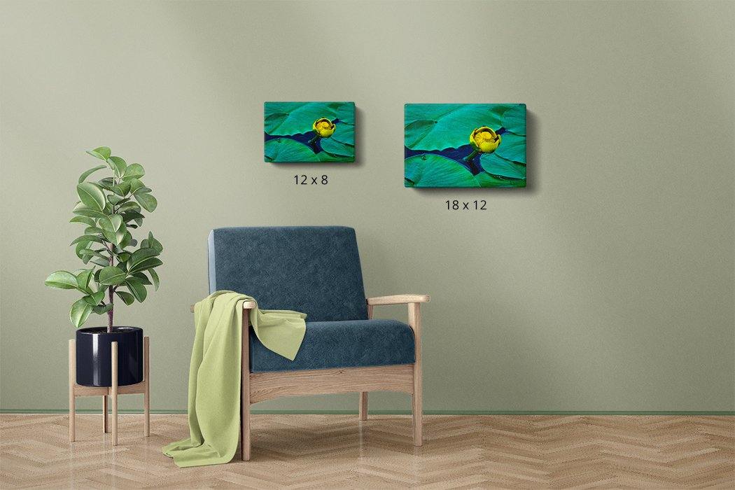Solo Yellow Water Lily - Canvas Compare - Andrew Moor Photography