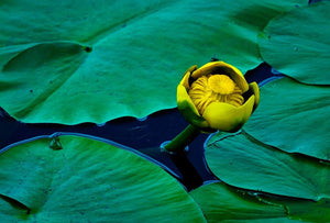 Solo Yellow Water Lily - Catalog Image - Andrew Moor Photography