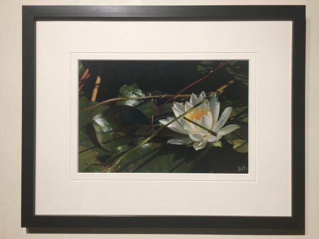 Solo White Water Lily - framed - Andrew Moor Photography