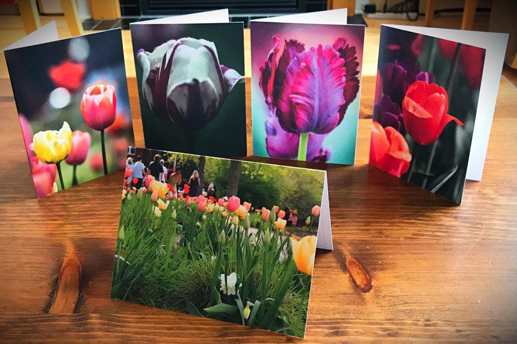 Tulip Card Collection - Andrew Moor Photography