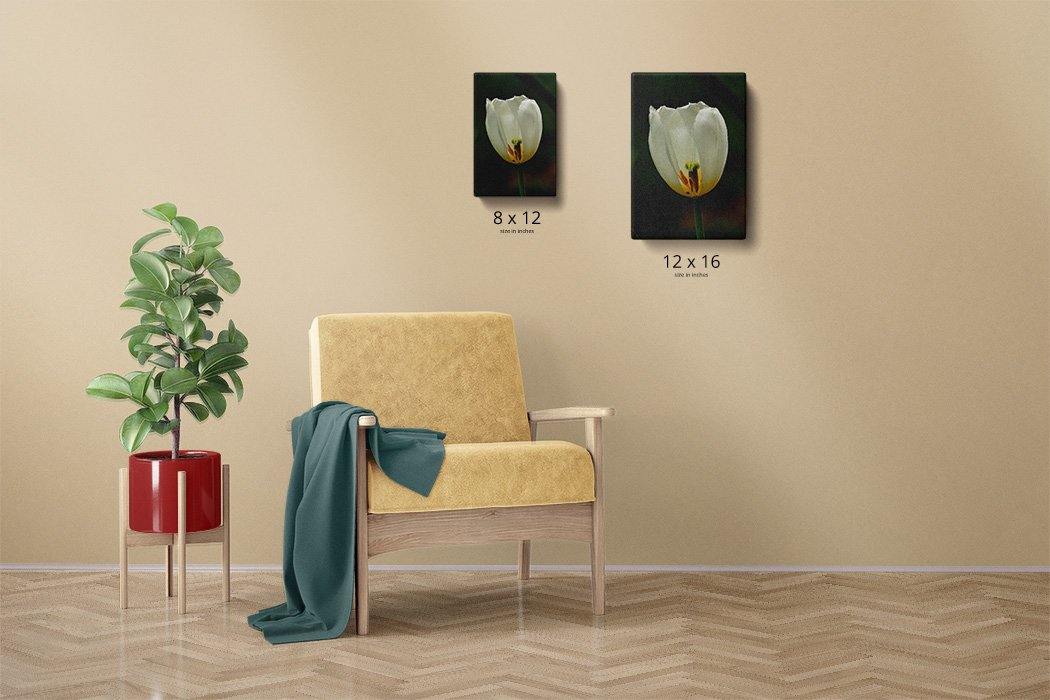 Tulip Cutaway Canvas Main - Andrew Moor Photography