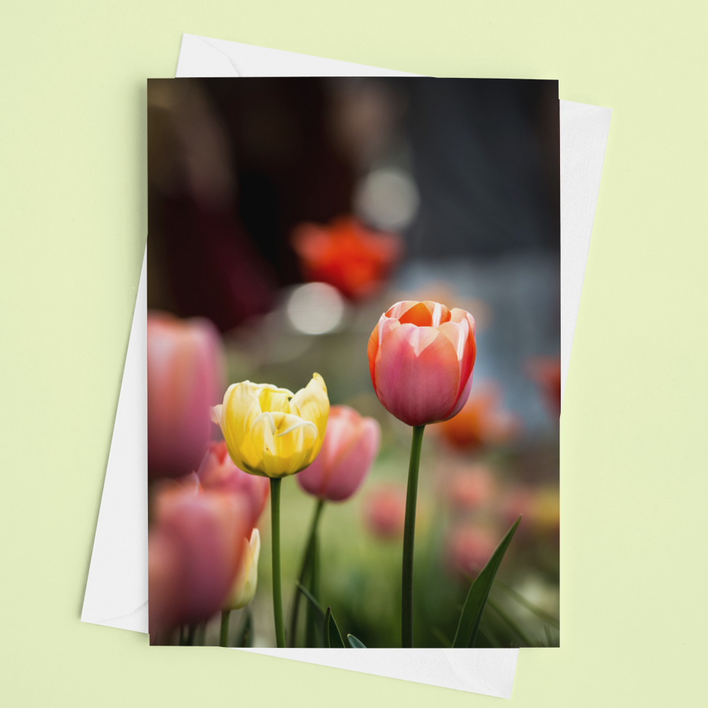 Tulip Time Card - Andrew Moor Photography