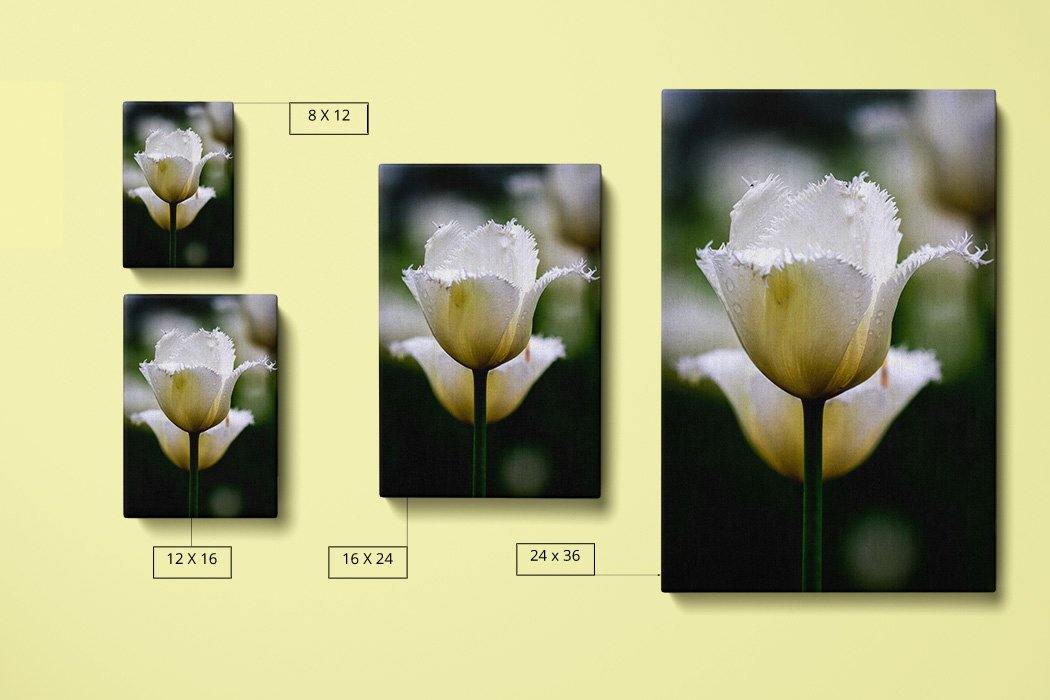 White Parrot Tulip Canvas Square - Andrew Moor Photography
