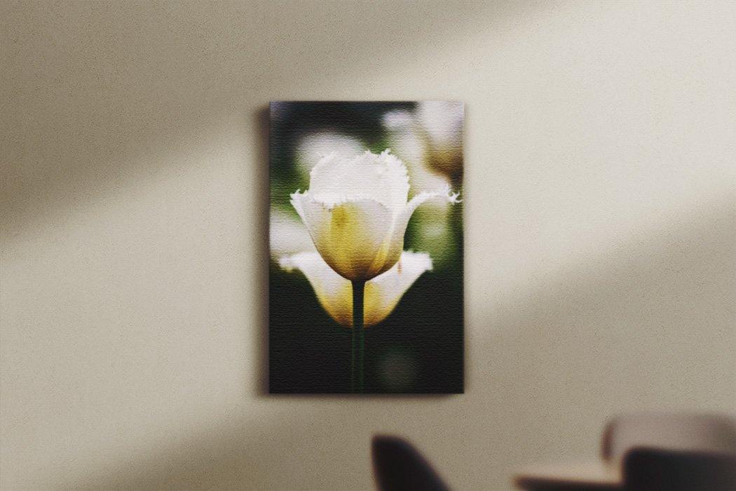 White Tulip Canvas Main - Andrew Moor Photography