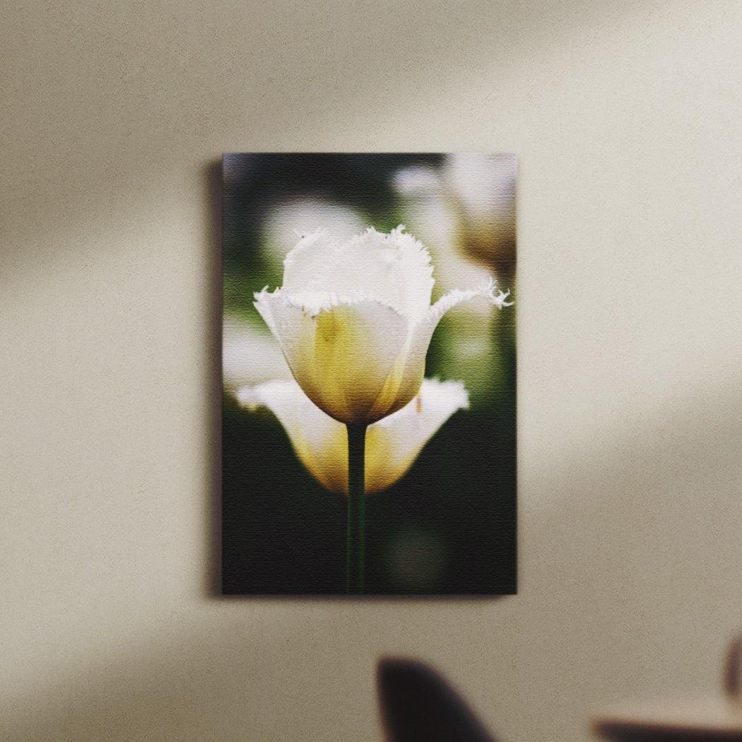 White Parrot Tulip Canvas Square - Andrew Moor Photography