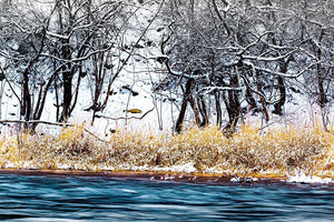 Winter Rivergrass - Catalog Image - Andrew Moor Photography