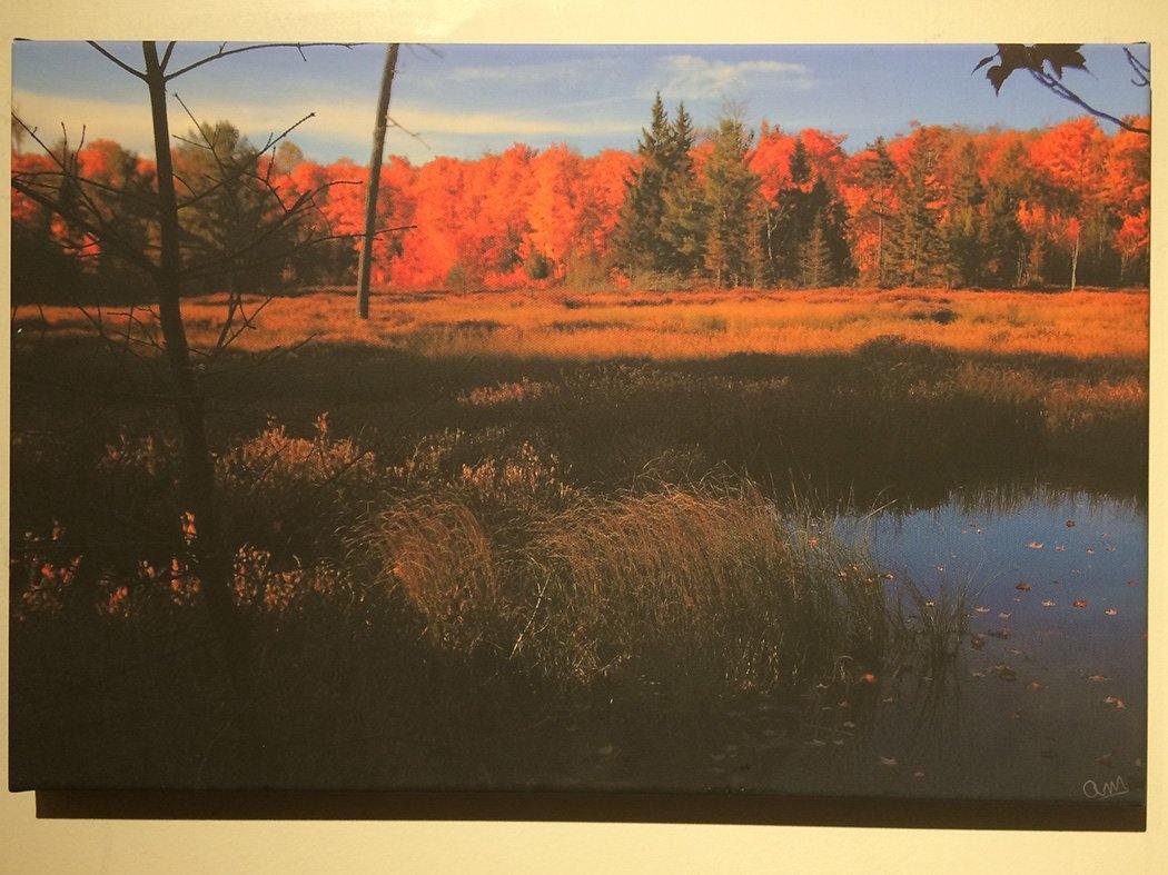 Wolf Trail #2 12x18 photographic print - black edges - Andrew Moor Photography