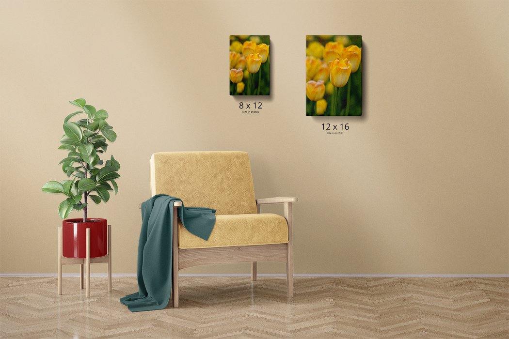 Yellow Tulips Canvas Main - Andrew Moor Photography