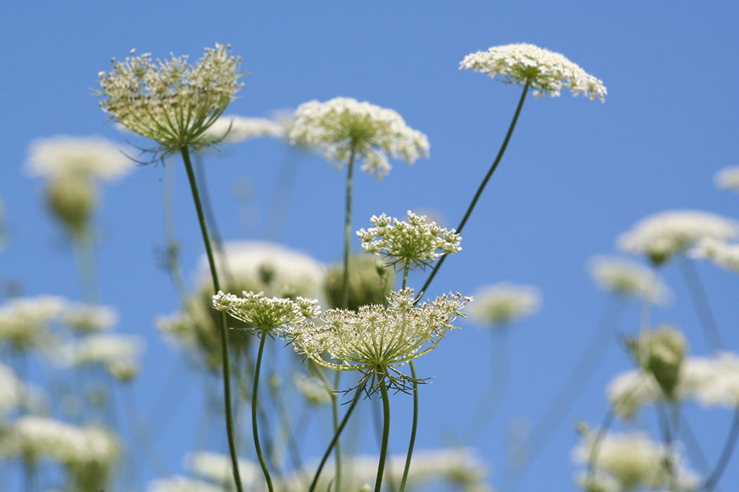Queen Anne's Lace Photographic Print - Popular Items - Andrew Moor Photography