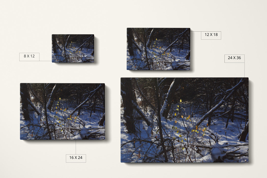 Autumn Holdout Canvas Art Print - Canvas Comparison - Andrew Moor Photography