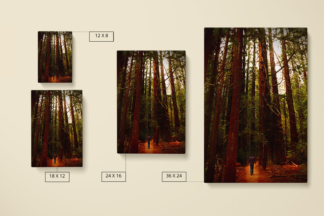 Avenue of the Giants Canvas Art Print - Canvas Comparison - Andrew Moor Photography