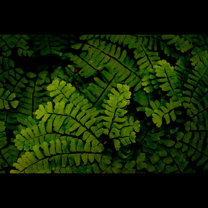 Forest Ferns Canvas Art Print - Catalog  Image - Andrew Moor Photography