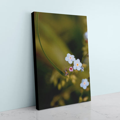 Forget-Me-Nots Canvas Art Print - Black Edge - Andrew Moor Photography