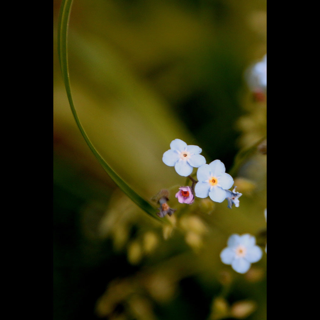 Forget-Me-Nots Canvas Art Print - Catalog Image - Andrew Moor Photography