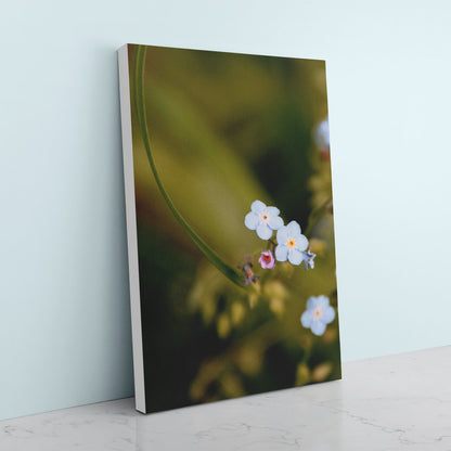 Forget-Me-Nots Canvas Art Print - White Edge - Andrew Moor Photography