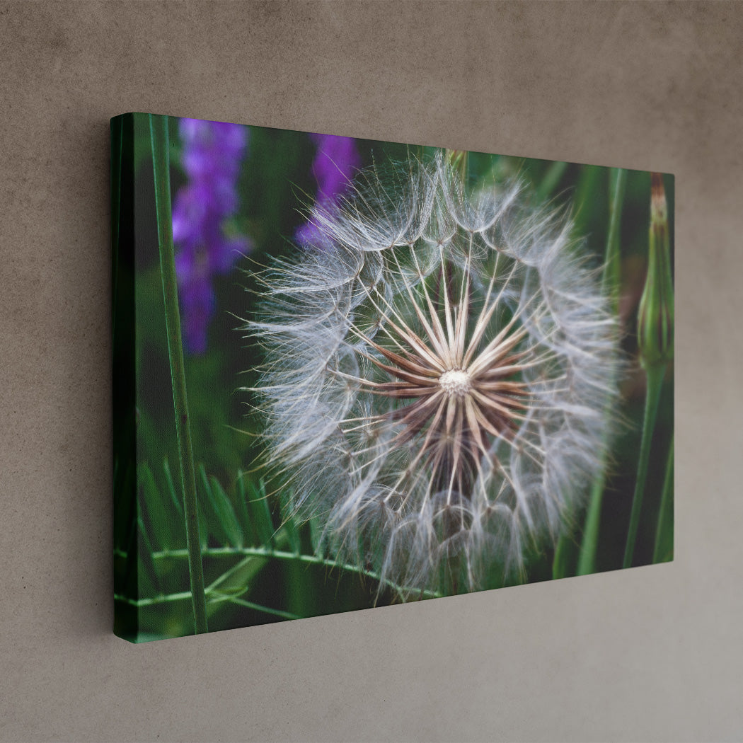 Parachute seeds 16x24 Canvas Print image edge - Andrew Moor Photography