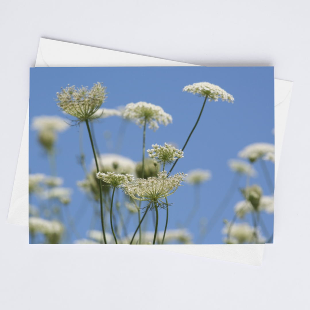 Queen Anne's Lace Notecard