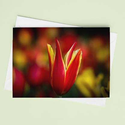 Red and Yellow Tulip Notecard