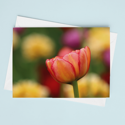 Solo Pink and Yellow Tulip Notecard