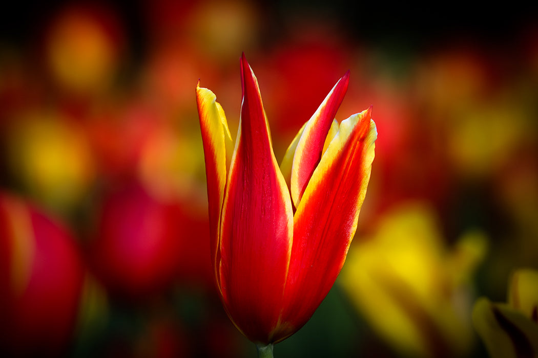 Andrew Moor Photography Web Page welcome image of a yellow and red tulip