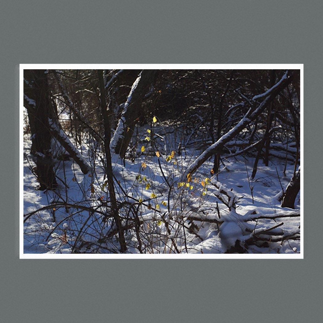 Autumn Holdout 9 x 6 Photographic Print  Square- Andrew Moor Photography