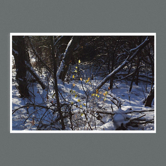 Autumn Holdout 9 x 6 Photographic Print  Square- Andrew Moor Photography