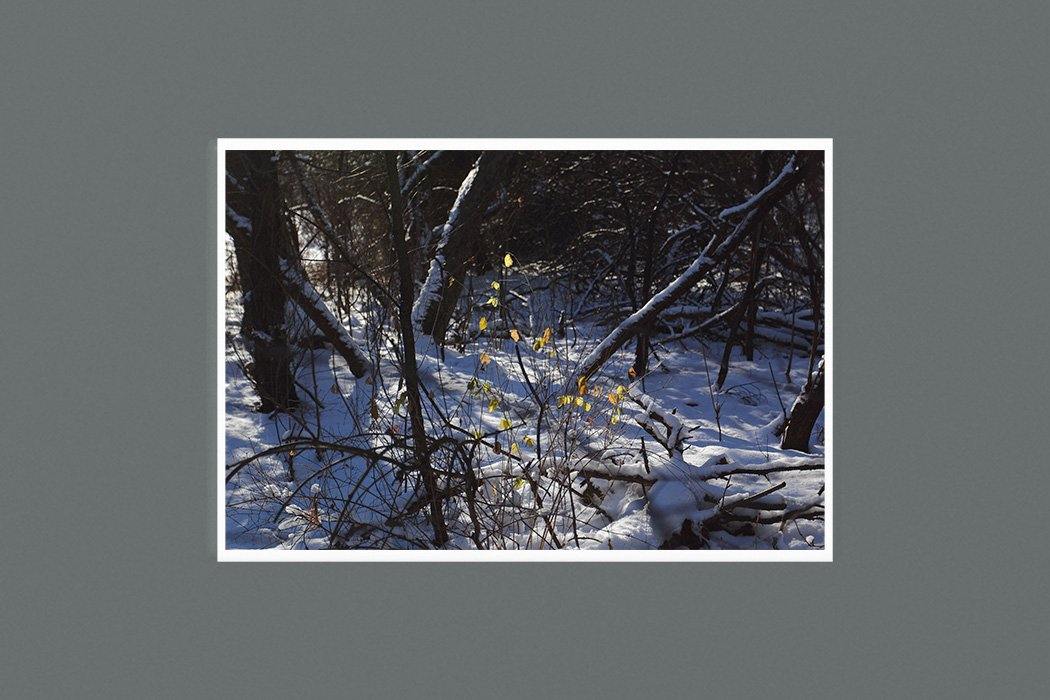 Autumn Holdout 9 x 6 Photographic Print  Square- Andrew Moor Photography
