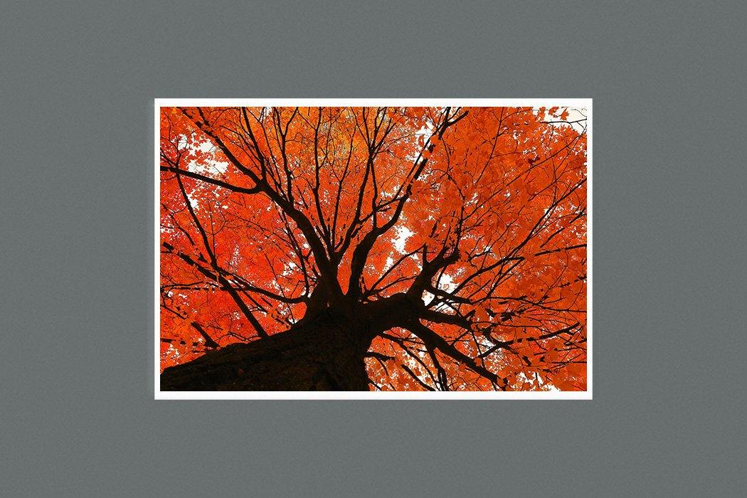 Autumn Maple 9x6 Square - Andrew Moor Photography