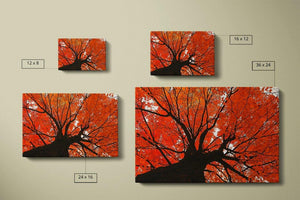 Autumn Maple Canvas Compare - Andrew Moor Photography